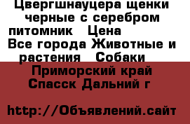 Цвергшнауцера щенки черные с серебром питомник › Цена ­ 30 000 - Все города Животные и растения » Собаки   . Приморский край,Спасск-Дальний г.